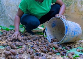 ضمن فعاليات جناح الأديان في COP28.. مجلس حكماء المسلمين يدعم 4 مشروعات دوليَّة للشباب في مجال المناخ
