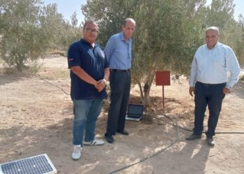 جامعة الملك سلمان الدولية تجرى بحوثًا للتقنيات الرقمية الذكية لحساب الاستهلاك المائي لأشجار الزيتون