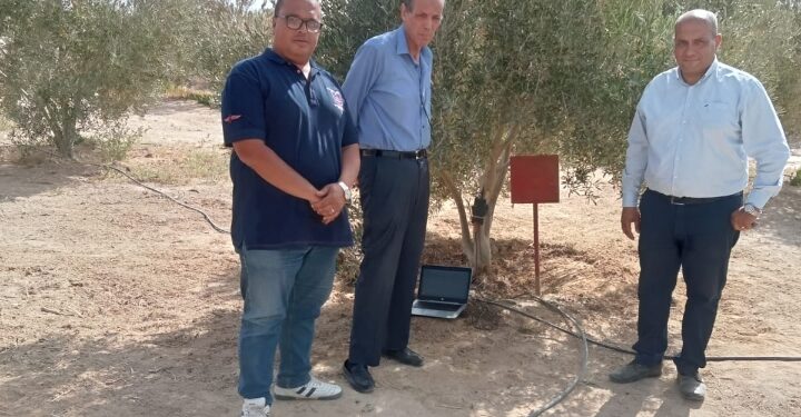 جامعة الملك سلمان الدولية تجرى بحوثًا للتقنيات الرقمية الذكية لحساب الاستهلاك المائي لأشجار الزيتون
