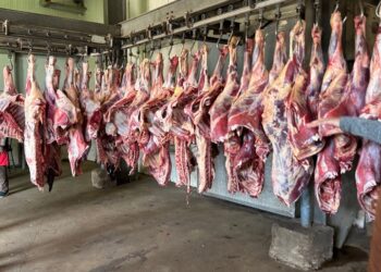 وزير التموين : التعاقد على 20 الف رأس ماشية من جيبوتي لشهر رمضان وعيد الاضحي