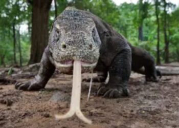 ظهور مفاجئ اتنين يرعب المصريين