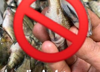 حملة خليها تعفن