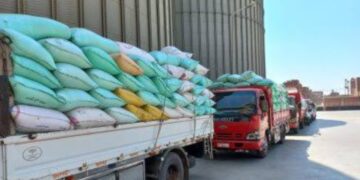الهابط  :  إجمالي توريد الاقماح المحلية لصوامع كفر الشيخ حتى صباح اليوم 57179 طن و 332 كجم