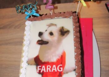 أحضرت له تورتة.. دوللي شاهين تحتفل بعيد ميلاد كلبها فرج