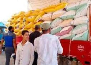 تموين كفر الشيخ  : اجمالي توريد الاقماح المحلية للصوامع والشون حتى صباح اليوم  77283 طن و96  كجم