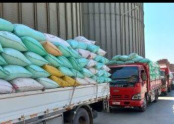 تموين كفرالشيخ  : انتظام توريد الاقماح المحلية بإجمالي 107849 طن و109 كجم حتي صباح الجمعة