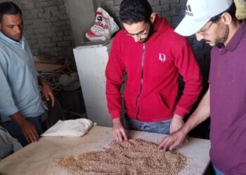 وزارة التموين : توريد  نحو 1.8 مليون طن قمح محلي حتي الآن و والمستحقات خلال 48 ساعة