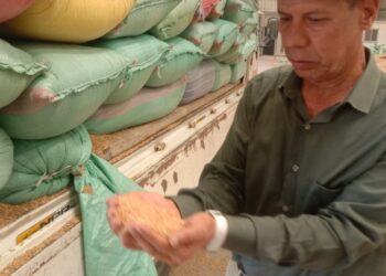 تموين كفر الشيخ   :  إجمالي توريد الأقماح المحلية 170033 طن و 122 كجم حتي صباح اليوم