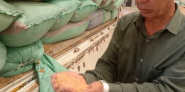 تموين كفر الشيخ   :  إجمالي توريد الأقماح المحلية 170033 طن و 122 كجم حتي صباح اليوم