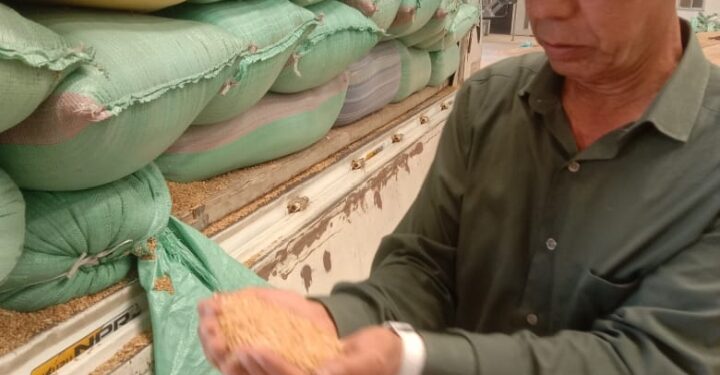 تموين كفر الشيخ   :  إجمالي توريد الأقماح المحلية 170033 طن و 122 كجم حتي صباح اليوم