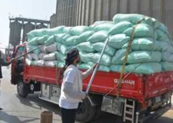 توريد 181149 طن و 230 كجم من الاقماح لشون وصوامع كفر الشيخ حتي صباح الاربعاء