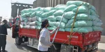 توريد 181149 طن و 230 كجم من الاقماح لشون وصوامع كفر الشيخ حتي صباح الاربعاء