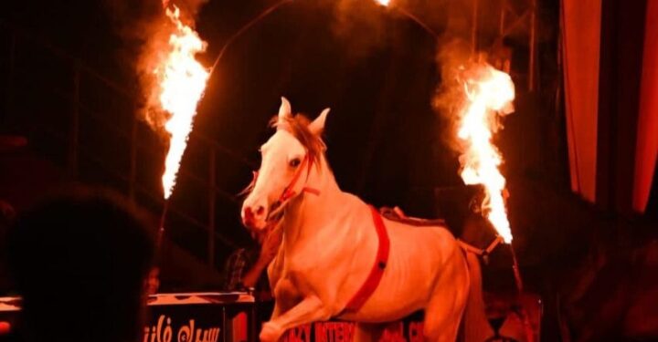 احتفالا بالعيد .. حفلتان لسيرك “محمد ممدوح الحلو” وفقرات تقدم لأول مرة