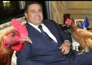 غلاء سعر الدواجن والبيض يخرج رواد التواصل الاجتماعي عن صمتهم واستدعاء وزير الفلاحة للرد