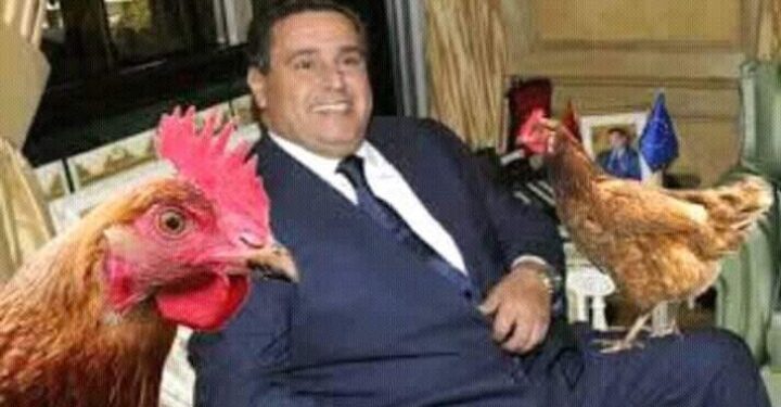 غلاء سعر الدواجن والبيض يخرج رواد التواصل الاجتماعي عن صمتهم واستدعاء وزير الفلاحة للرد