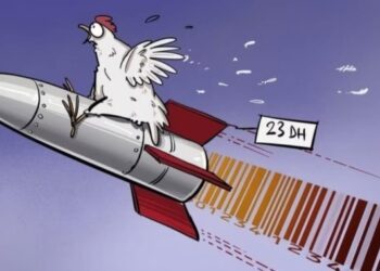 هل يتدخل الملك بعد صمودكبار تجار الدواجن واستمرارهم في رفع الأسعار رغم مقاطعة المغاربة الأحرار للدواجن والبيض ؟