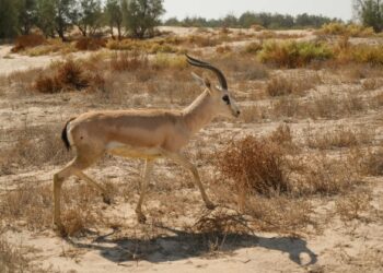 لتعزيز التنوع الأحيائي والسياحة البيئية  محافظ الأحساء يرعى إطلاق (2٤) كائنًا فطريًا في متنزَّه الأحساء الوطني