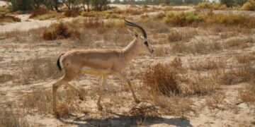 لتعزيز التنوع الأحيائي والسياحة البيئية  محافظ الأحساء يرعى إطلاق (2٤) كائنًا فطريًا في متنزَّه الأحساء الوطني