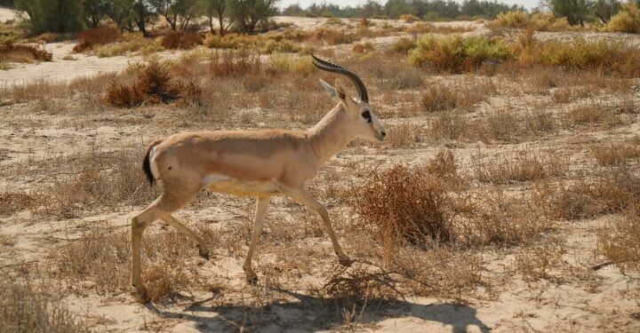 لتعزيز التنوع الأحيائي والسياحة البيئية  محافظ الأحساء يرعى إطلاق (2٤) كائنًا فطريًا في متنزَّه الأحساء الوطني