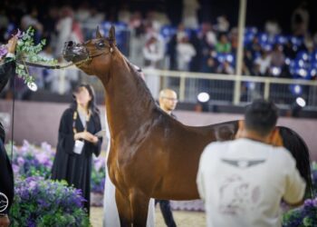 في ختام جولة الجياد العربية بالرياض مربط دبي ينال لقب أفضل منتج ودي بركان يتوج أفضل الخيول الذكور للعام 2024