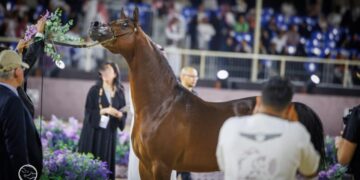 في ختام جولة الجياد العربية بالرياض مربط دبي ينال لقب أفضل منتج ودي بركان يتوج أفضل الخيول الذكور للعام 2024