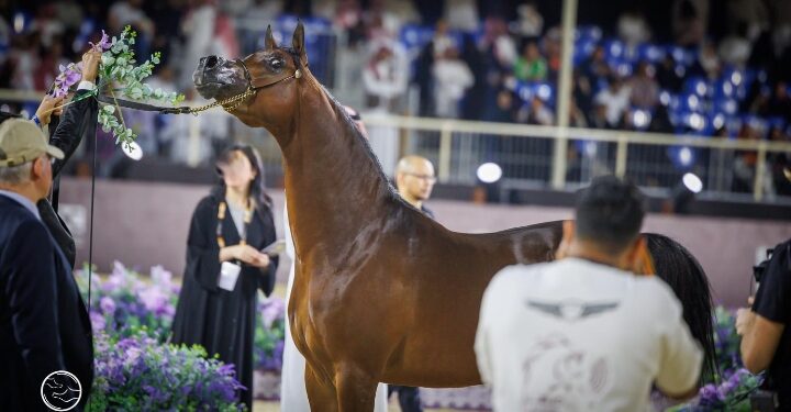 في ختام جولة الجياد العربية بالرياض مربط دبي ينال لقب أفضل منتج ودي بركان يتوج أفضل الخيول الذكور للعام 2024