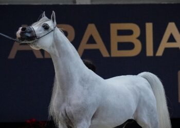 مربط دبي يجدد عهده مع المركز الأول في بطولة العالم بباريس 4 ألقاب وجوائز بالجملة ودي سراج يسجل لقبه العالمي الثالث