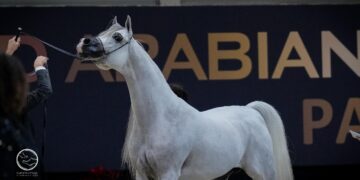 مربط دبي يجدد عهده مع المركز الأول في بطولة العالم بباريس 4 ألقاب وجوائز بالجملة ودي سراج يسجل لقبه العالمي الثالث