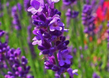 «الاعتدال الربيعي 2025»… الخميس