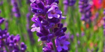 «الاعتدال الربيعي 2025»… الخميس