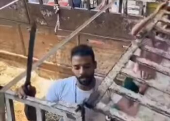 صرخات صامتة: وقفة ضد التعذيب في ذبح الأضاحي