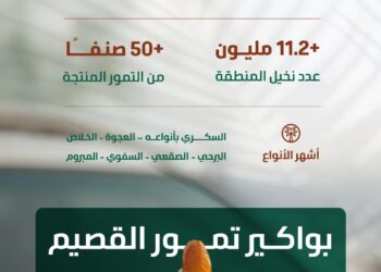البيئة”: موسم جني بواكير التمور بالقصيم يعزز الحراك الاقتصادي بالمملكة بإنتاج يتجاوز (390) ألف طن