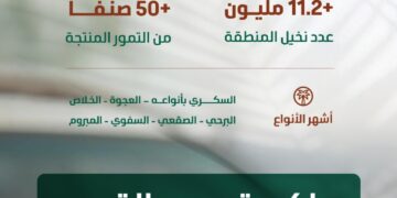 البيئة”: موسم جني بواكير التمور بالقصيم يعزز الحراك الاقتصادي بالمملكة بإنتاج يتجاوز (390) ألف طن