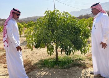“بيئة أضم” تتابع ميدانيًا مزارع المانجو ضمن برنامج الاستصلاح الزراعي