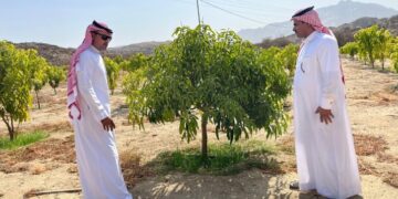 “بيئة أضم” تتابع ميدانيًا مزارع المانجو ضمن برنامج الاستصلاح الزراعي