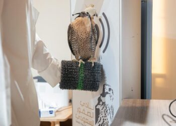 بدء تسجيل الراغبين في المشاركة بمنافسات كأس نادي الصقور السعودي ومهرجان الملك عبدالعزيز 2025