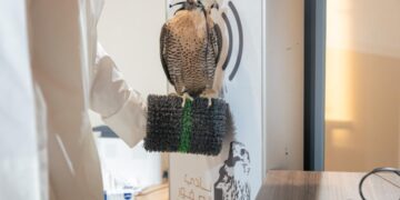 بدء تسجيل الراغبين في المشاركة بمنافسات كأس نادي الصقور السعودي ومهرجان الملك عبدالعزيز 2025