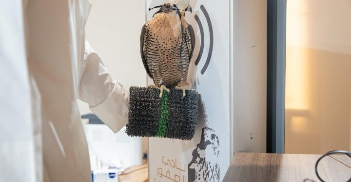 بدء تسجيل الراغبين في المشاركة بمنافسات كأس نادي الصقور السعودي ومهرجان الملك عبدالعزيز 2025