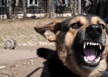 “الرفق بالإنسان أولًا”.. استغاثة من سكان أشجار سيتي بعد أن تحولت شوارعهم إلى ساحة ذعر بسبب الكلاب الضالة