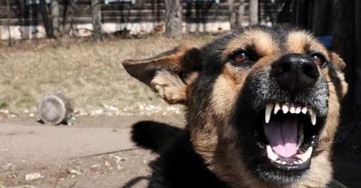 “الرفق بالإنسان أولًا”.. استغاثة من سكان أشجار سيتي بعد أن تحولت شوارعهم إلى ساحة ذعر بسبب الكلاب الضالة