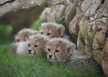 مجلة Nature تنشر ورقة علمية للمركز الوطني لتنمية الحياة الفطرية حول اكتشاف فهود محنطة طبيعيًا في كهوف المملكة