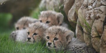 مجلة Nature تنشر ورقة علمية للمركز الوطني لتنمية الحياة الفطرية حول اكتشاف فهود محنطة طبيعيًا في كهوف المملكة