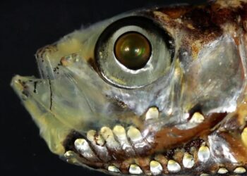 اكتشاف نظام بصري جديد بأسماك الأعماق