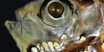 اكتشاف نظام بصري جديد بأسماك الأعماق