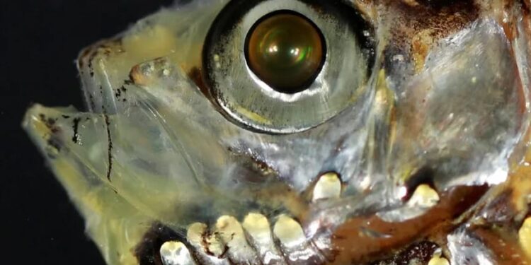 اكتشاف نظام بصري جديد بأسماك الأعماق