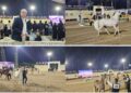السفير التركي بالقاهرة يشيد بعراقة الخيول المصرية الأصيلة خلال مشاركته بمهرجان الخيل المصري