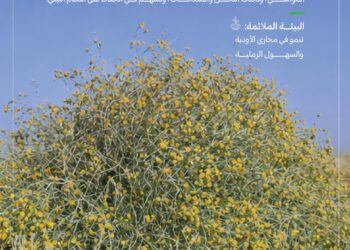 “الغطاء النباتي”: انطلاق موسم جمع بذور العرفج تعزيزًا لجهود تنمية الغطاء النباتي وازدهار المراعي الطبيعية
