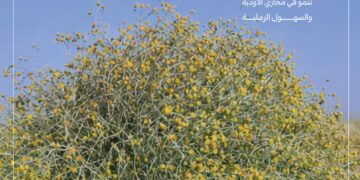 “الغطاء النباتي”: انطلاق موسم جمع بذور العرفج تعزيزًا لجهود تنمية الغطاء النباتي وازدهار المراعي الطبيعية