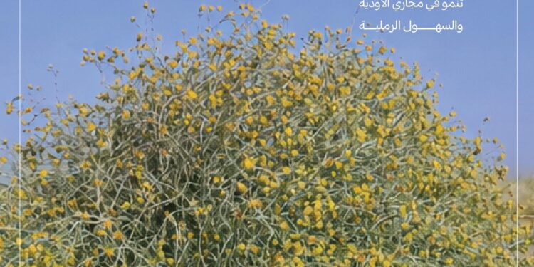 “الغطاء النباتي”: انطلاق موسم جمع بذور العرفج تعزيزًا لجهود تنمية الغطاء النباتي وازدهار المراعي الطبيعية