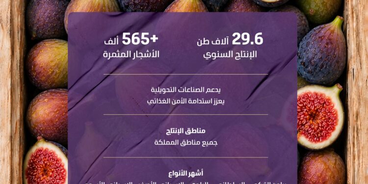 التين يحلّي موسم الصيف ويُنعش الأسواق بإنتاج نحو 30 ألف طن من أجود الأصناف المحلية